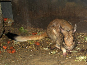 Смотреть фото Капский долгоног Фото Капский долгоног