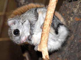 Фото Белка-летяга