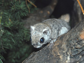 Фото Белка-летяга