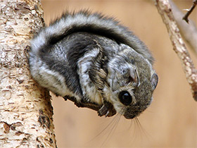 Фото Белка-летяга