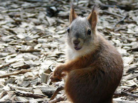 Обыкновенная белка