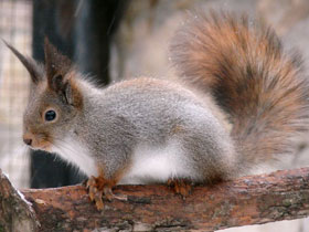 Смотреть фото Обыкновенная белка Фото Обыкновенная белка