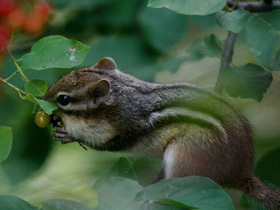Смотреть фото Бурундук Фото Бурундук