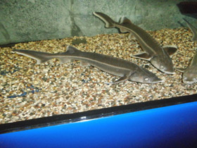 Фото Стерлядь – осётр маленький, да удаленький