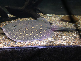 Речной глазчатый хвостокол Речной глазчатый хвостокол