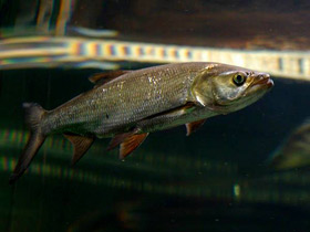 Фото Почему именно на зорьке клюют рыбы средней полосы России