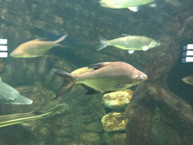 Смотреть фото Белоглазка Фото Белоглазка