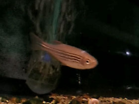 Смотреть фото Данио рерио — полосатые жители аквариума школьника Фото Данио рерио — полосатые жители аквариума школьника