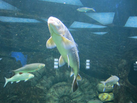 Смотреть фото Вырезуб Фото Вырезуб