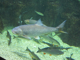 Смотреть фото Вырезуб Фото Вырезуб