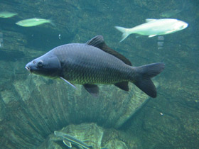 Смотреть фото Линь Фото Линь