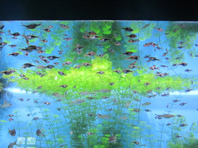 Смотреть фото Клиновидная расбора Фото Клиновидная расбора