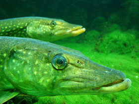 Фото Щукообразные