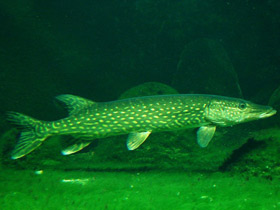 Фото Щукообразные