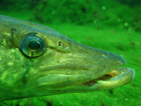 Фото Щукообразные