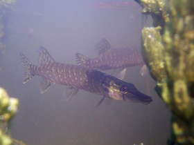 Фото Щукообразные