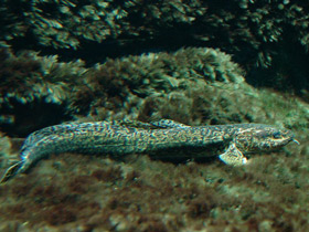 Фото Налим — единственный пресноводный представитель тресковых