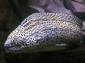 Леопардовая мурена Леопардовая мурена
