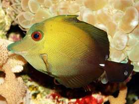 Бурая зебрасома Бурая зебрасома