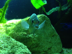 Смотреть фото Ханус Фото Ханус