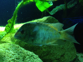 Смотреть фото Ханус Фото Ханус