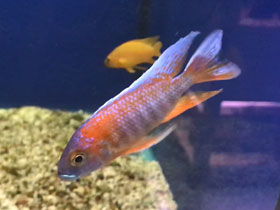 Смотреть фото Аулонокара — быстрее молнии Фото Аулонокара — быстрее молнии