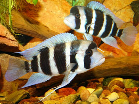 Смотреть фото Лобастая цифотиляпия Фото Лобастая цифотиляпия