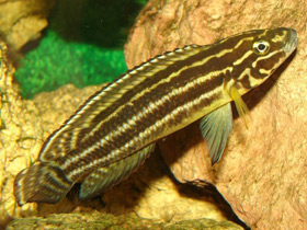 Фото Юлидохромис регана