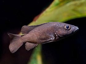 Смотреть фото Черная стоматепия Фото Черная стоматепия