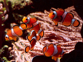 Ложный клоун Ложный клоун