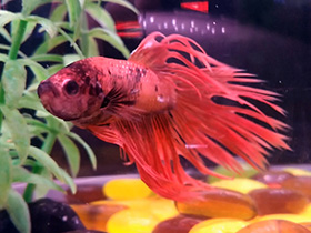 Фото Испытание для начинающего аквариумиста: рыбки петушки