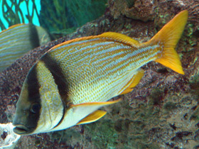 Рыба-ворчун виргинская Рыба-ворчун виргинская