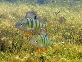 Фото Речной окунь — хищник наших вод