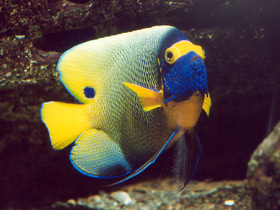 Синеголовый ангел Синеголовый ангел