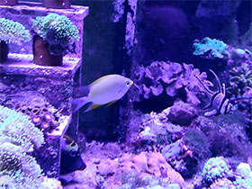 Фото Лимонный амблиглифидодон