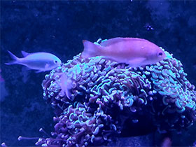 Фото Сине-зелёный хромис