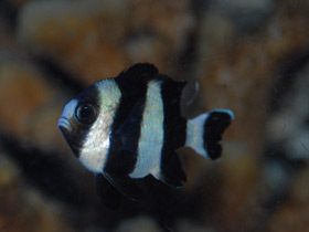 Фото Чернохвостый дасцилл-зебра