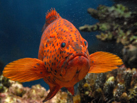 Красный групер Красный групер