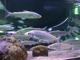 Смотреть фото Дальневосточные лососи Фото Дальневосточные лососи