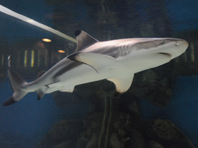 Чернопёрая рифовая акула Чернопёрая рифовая акула