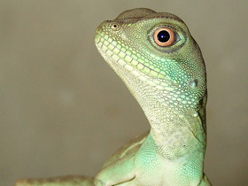 Водяная агама