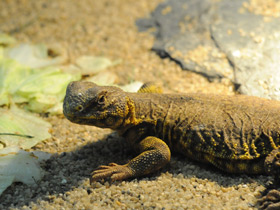 Египетский шипохвост Египетский шипохвост