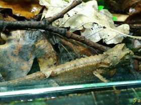 Смотреть фото Брукезия Фото Брукезия