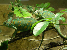 Смотреть фото Европейский хамелеон Фото Европейский хамелеон