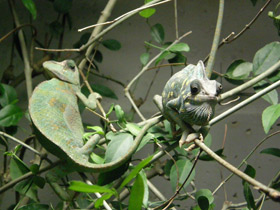 Смотреть фото Европейский хамелеон Фото Европейский хамелеон