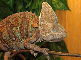 Смотреть фото Йеменский хамелеон Фото Йеменский хамелеон