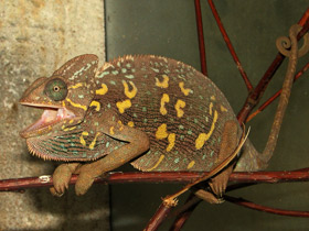 Йеменский хамелеон