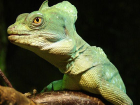 Шлемоносный василиск