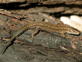 Фото Зачем животным хвосты. 10 чудесных функций