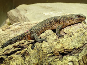 Смотреть фото Колючехвостый сцинк Фото Колючехвостый сцинк
